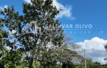 ES TIEMPO DE TENER TU SOLAR A 5 MINUTOS DE LA CHARLE DE GAULLE EN SANTO DOMINGO NORTE.